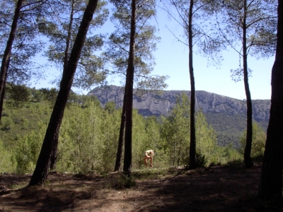 Location saisonniere de vacances gite Le Beausset